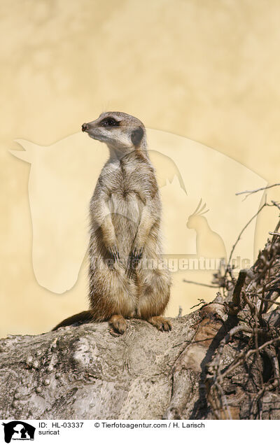 Erdmnnchen / suricat / HL-03337