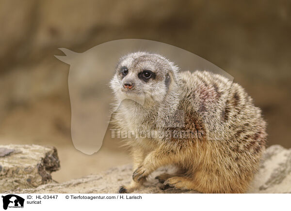 Erdmnnchen / suricat / HL-03447