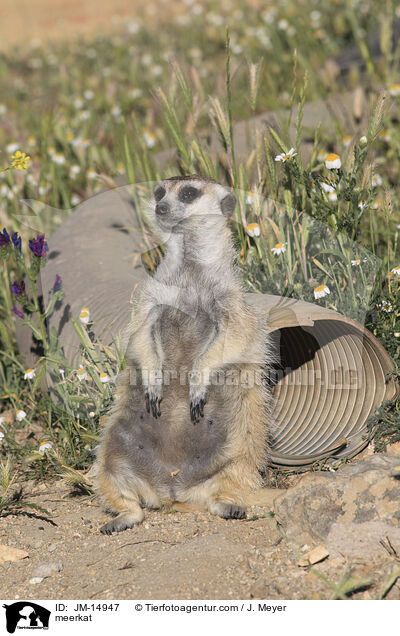 Erdmnnchen / meerkat / JM-14947
