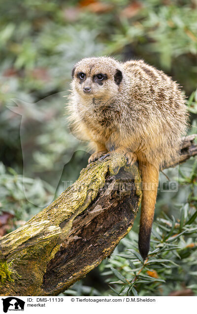 Erdmnnchen / meerkat / DMS-11139
