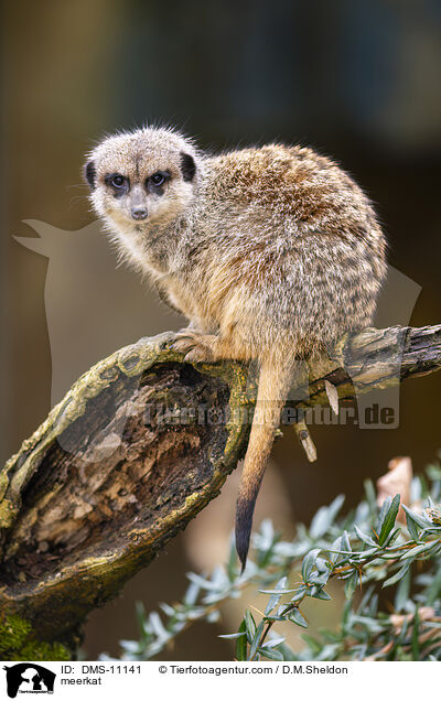 Erdmnnchen / meerkat / DMS-11141