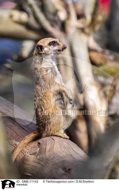Erdmnnchen / meerkat / DMS-11142