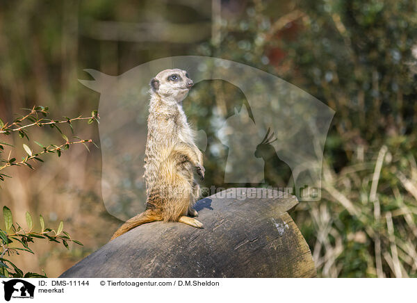 Erdmnnchen / meerkat / DMS-11144