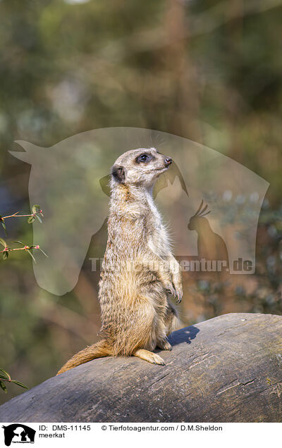 Erdmnnchen / meerkat / DMS-11145