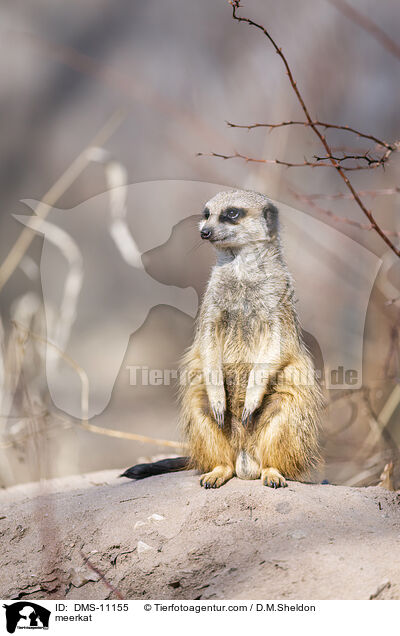 Erdmnnchen / meerkat / DMS-11155