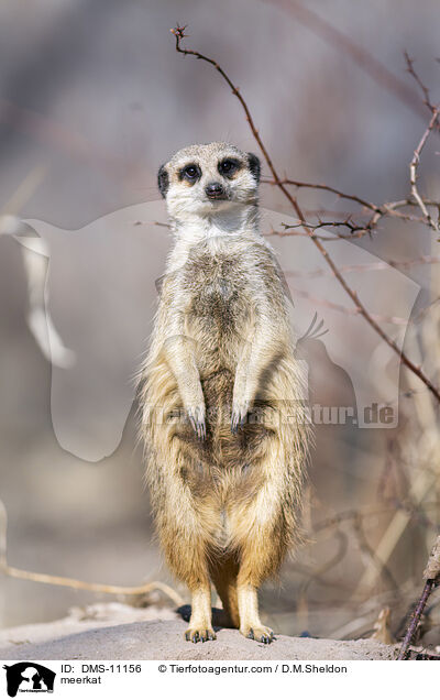 Erdmnnchen / meerkat / DMS-11156