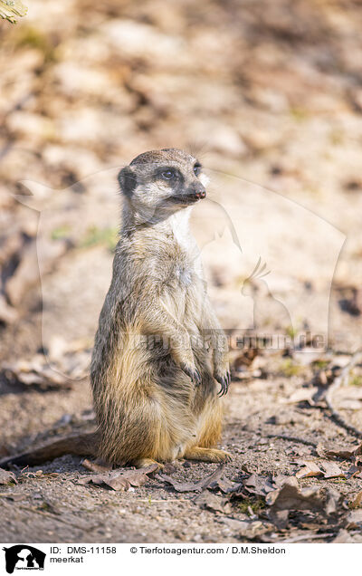 Erdmännchen / meerkat / DMS-11158