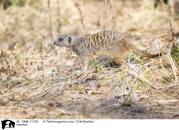 Erdmnnchen / meerkat / DMS-11163
