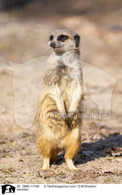 Erdmnnchen / meerkat / DMS-11166