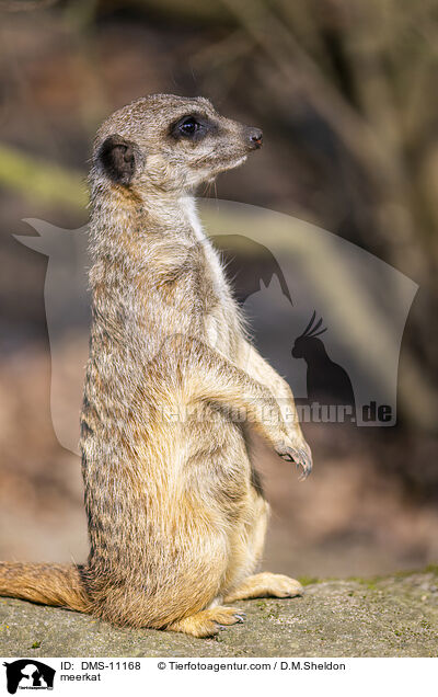 Erdmnnchen / meerkat / DMS-11168