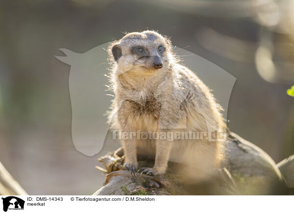 Erdmnnchen / meerkat / DMS-14343