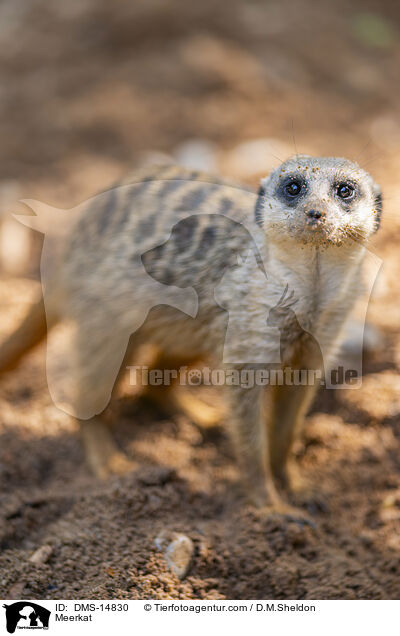 Erdmnnchen / Meerkat / DMS-14830