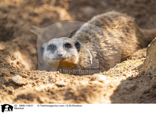 Erdmnnchen / Meerkat / DMS-14831