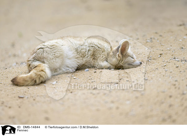 Fennek / Fennec / DMS-14844