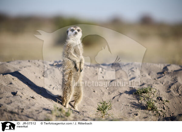 Erdmnnchen / meerkat / JR-07512