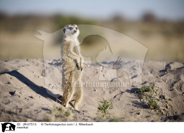 Erdmnnchen / meerkat / JR-07513