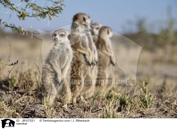 Erdmnnchen / meerkat / JR-07521