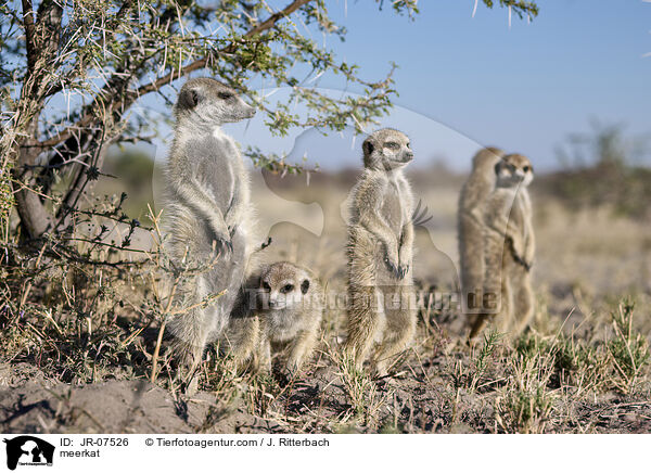 Erdmnnchen / meerkat / JR-07526