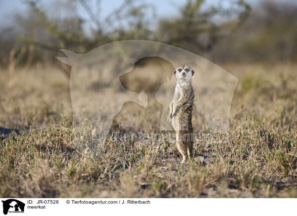Erdmnnchen / meerkat / JR-07528