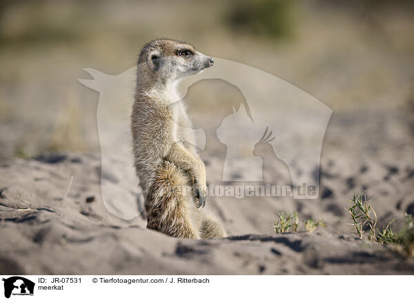 Erdmnnchen / meerkat / JR-07531