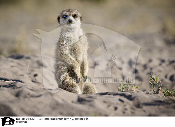 Erdmnnchen / meerkat / JR-07533