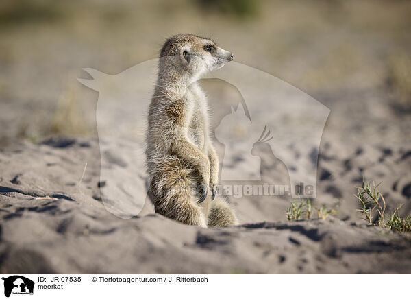 Erdmnnchen / meerkat / JR-07535