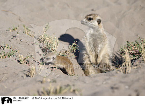 Erdmnnchen / meerkat / JR-07542