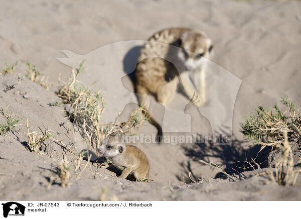 Erdmnnchen / meerkat / JR-07543