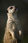 suricate