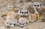 suricats