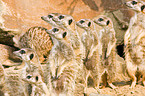suricats