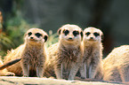 suricats