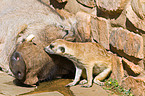 suricat and warthog