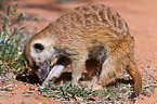 suricat