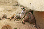 suricats