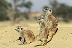 suricats