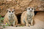 suricats