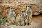 suricats