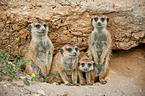 suricats
