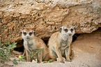 suricats