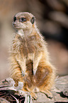 suricat