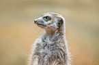 Meerkat portrait