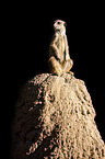 meerkat