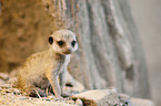 meerkat baby