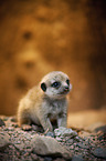 meerkat baby