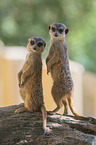Meerkat