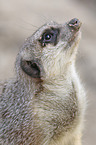 meerkat