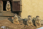 meerkats