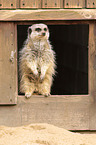 meerkat