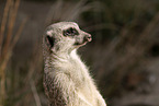 meerkat